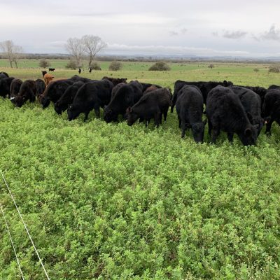 ASIEM AGRO Uruguay ganadería 1