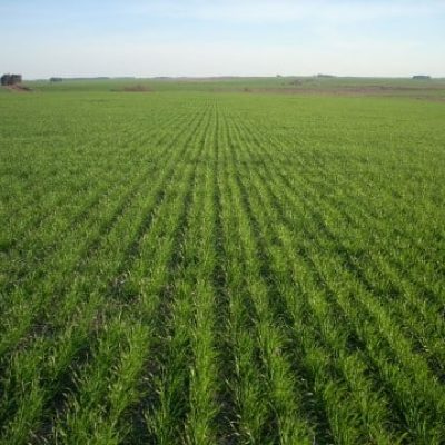 Gonzalo Siarra Agricultura Agronegocios Inversion Uruguay trigo
